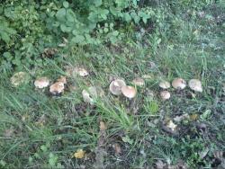 champignons-savigny-octobre2012.jpg